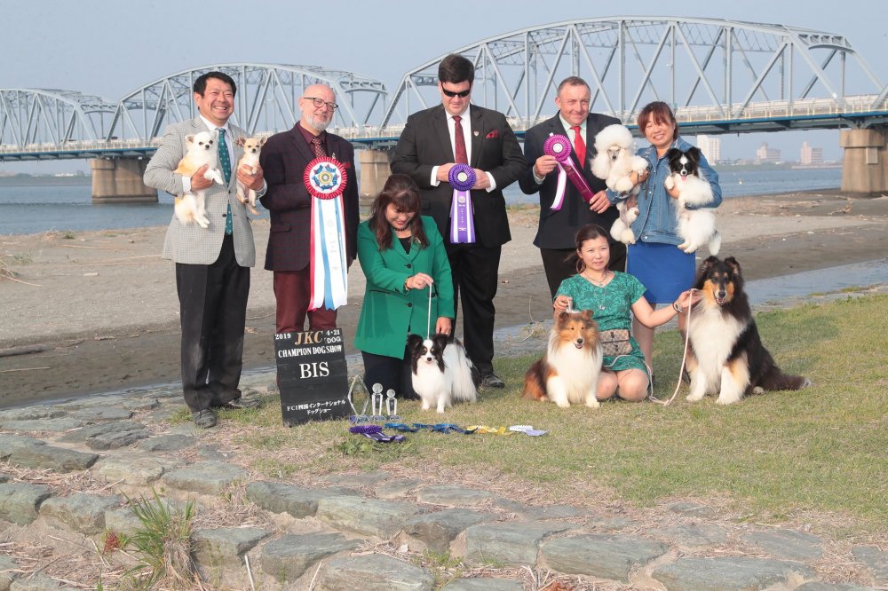 パピヨン犬　子犬